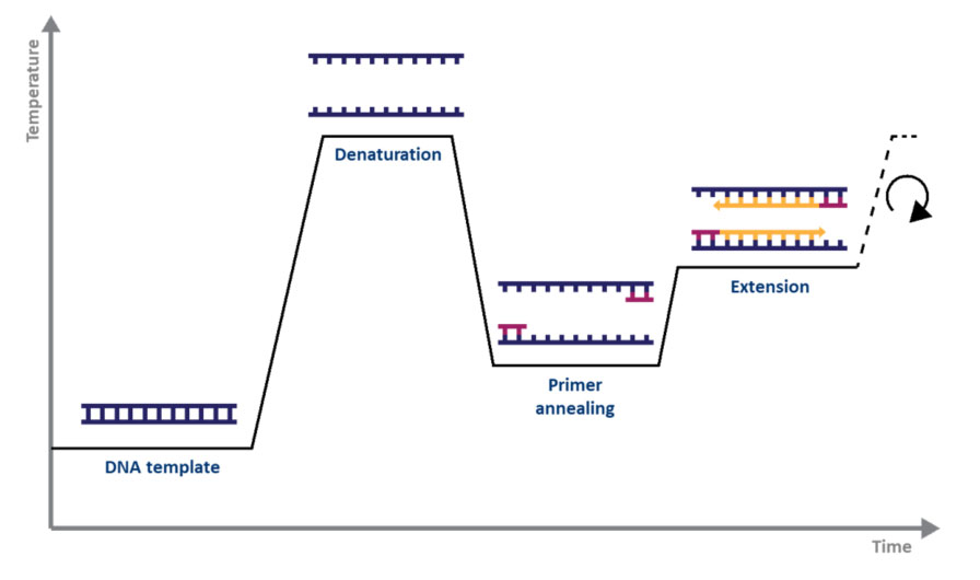 آشنایی با مراحل مختلف آزمون PCR