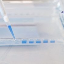 مسترمیکس PCR آبی TEMPase Hot Start امپلیکون