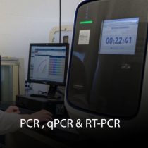 PCR qPCR & RT-PCR